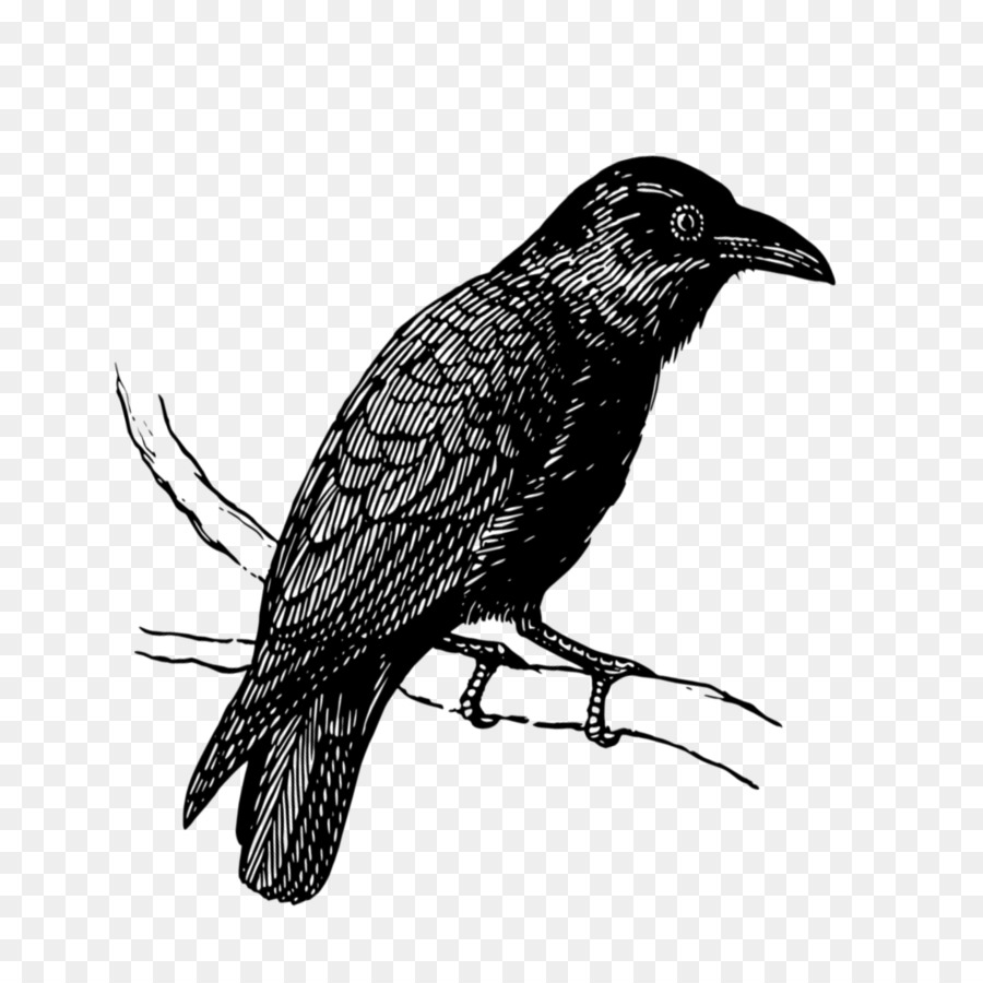 Oiseau Noir，Plumes PNG