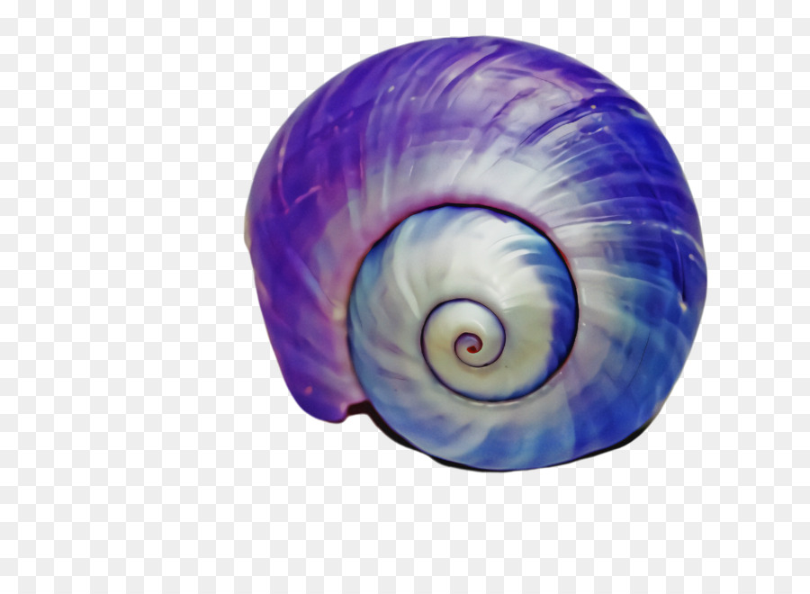 Violet，Escargot De Mer PNG