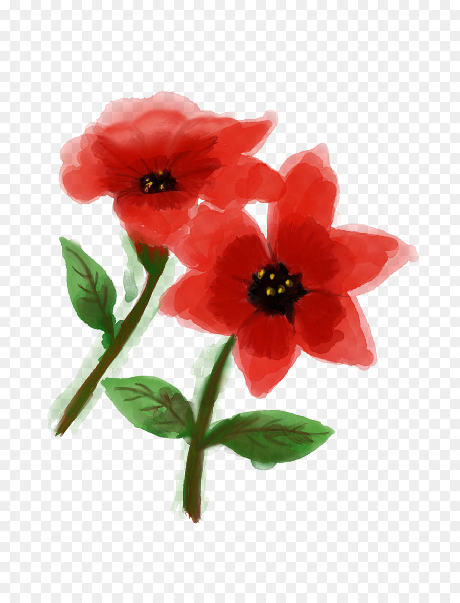 Coquelicot Rouge，Fleurir PNG