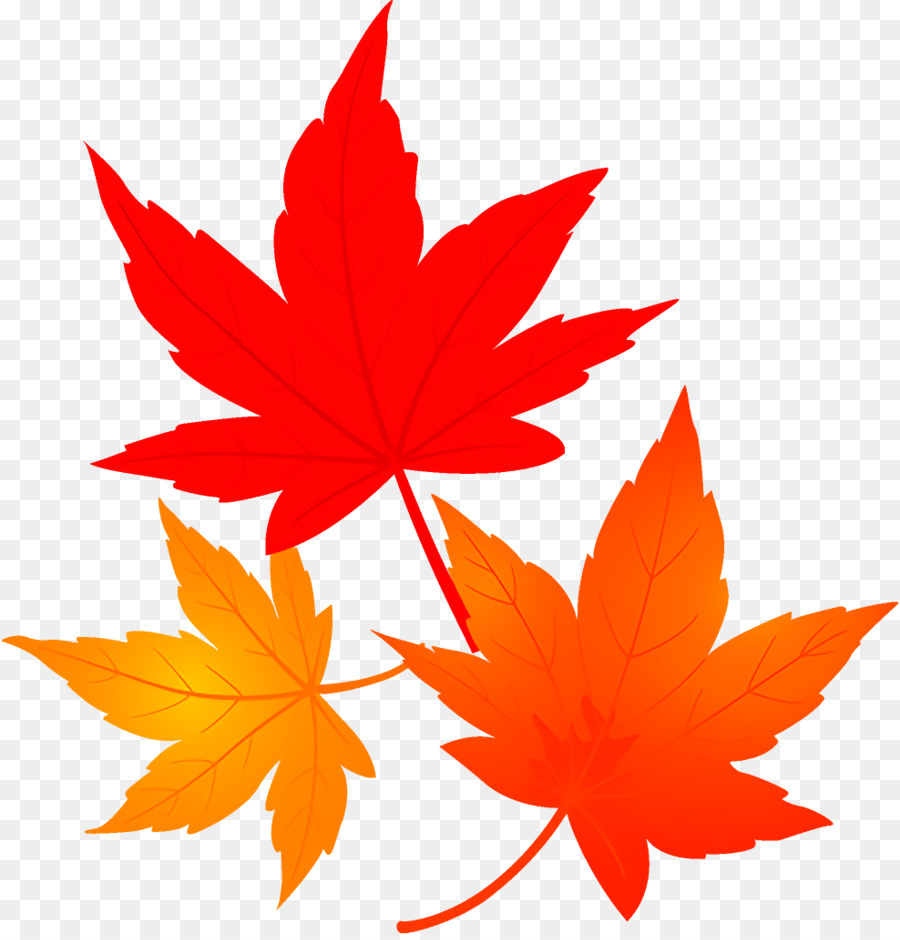 Feuilles D'érable，Automne PNG