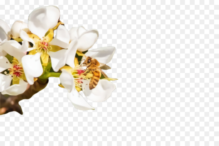 Blanc，Fleur PNG