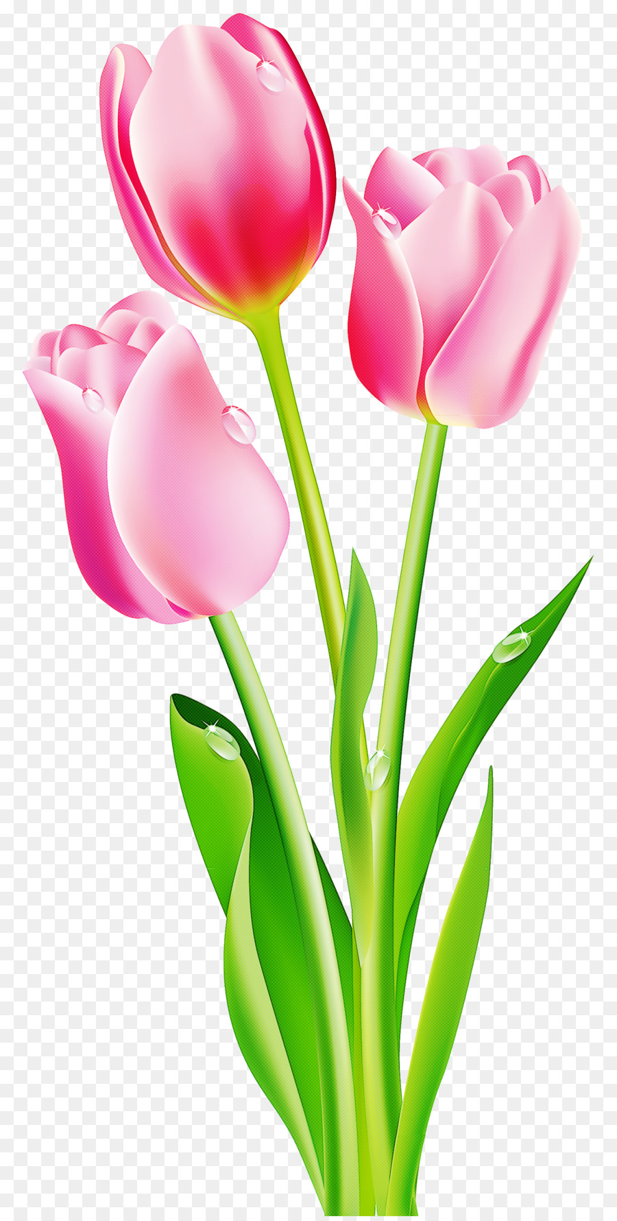 Tulipes Rouges，Floraison PNG