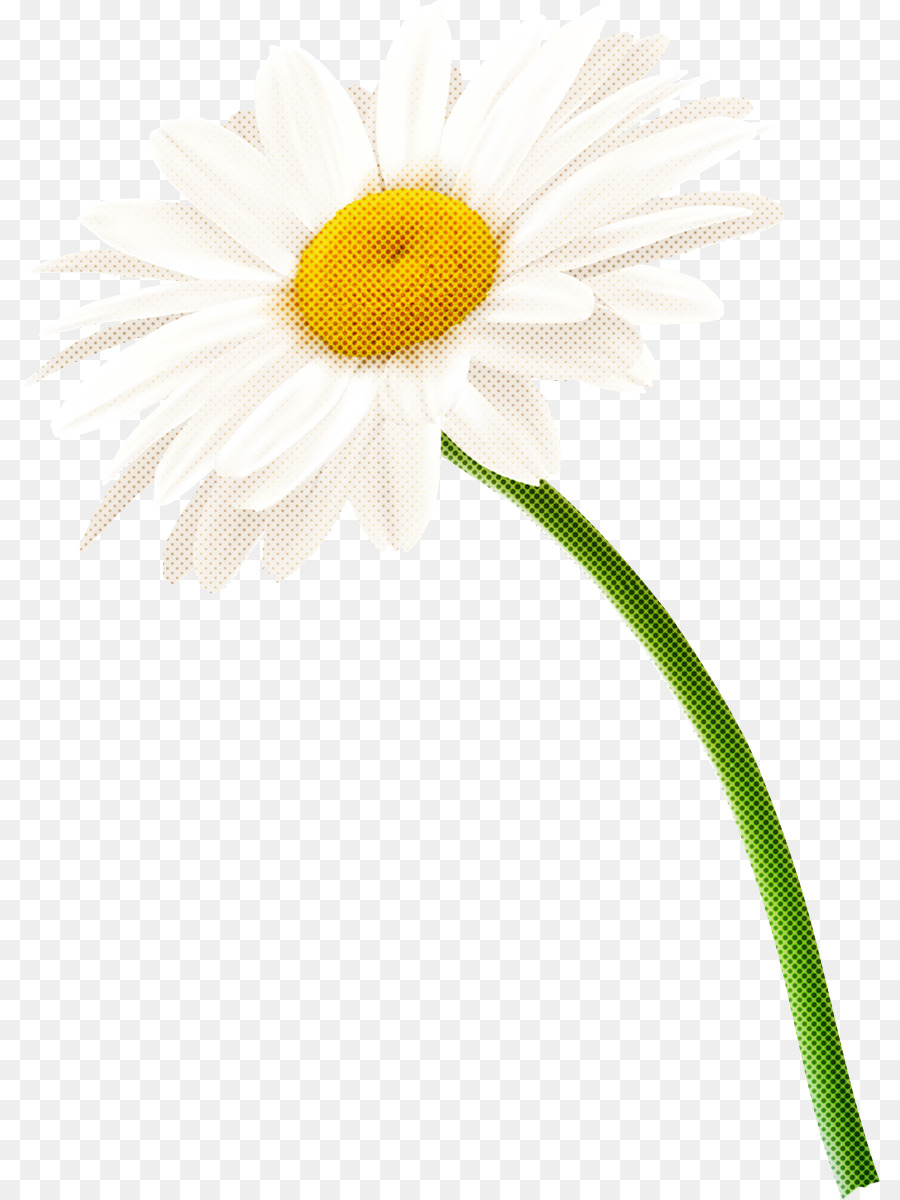 Marguerite，Blanc PNG