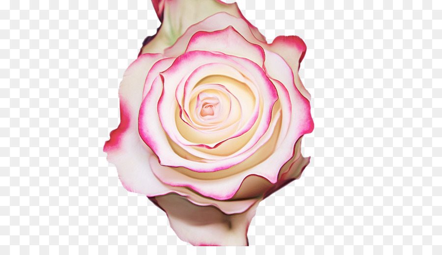 Rose Rose，Floraison PNG