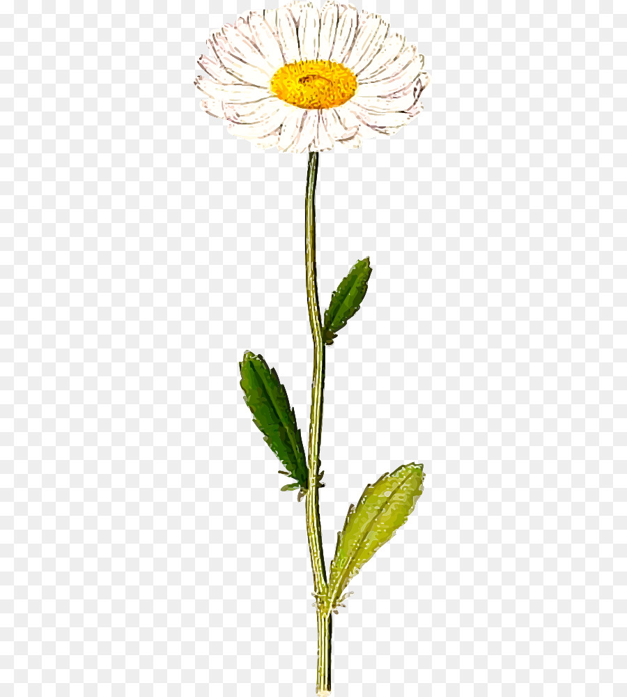 Fleur De Marguerite，Blanc PNG