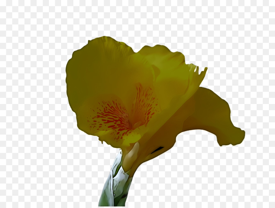 Fleur，Jaune PNG