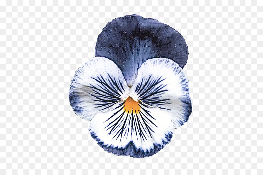 Fleur De Pensée，Fleurir PNG