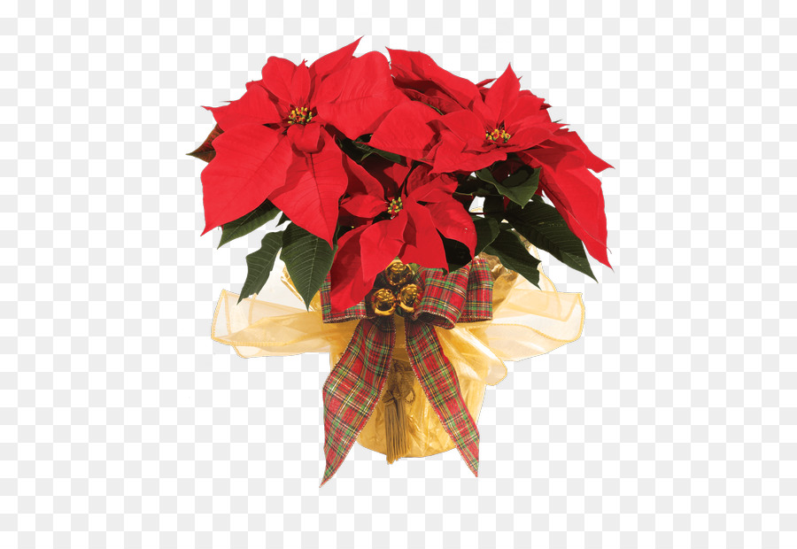 Poinsettia，Fleur PNG