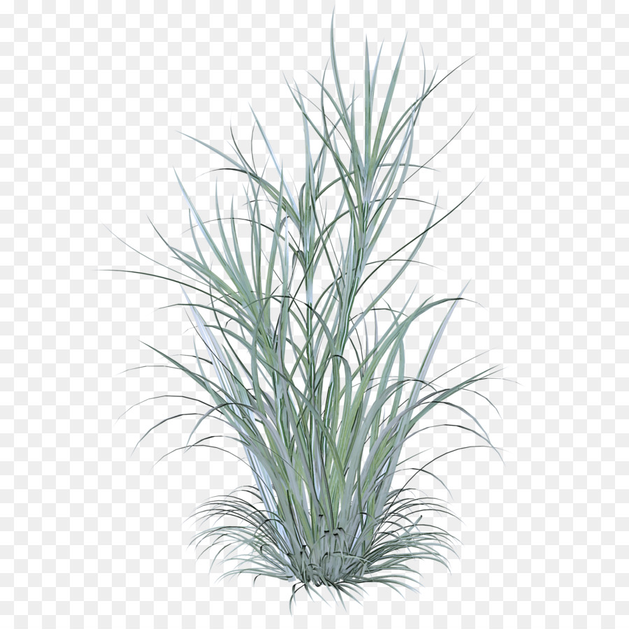 L'herbe，Plante PNG