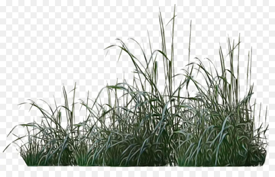 Herbe，Plantes PNG