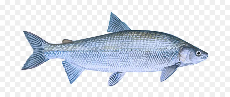 Poisson，Aquatique PNG