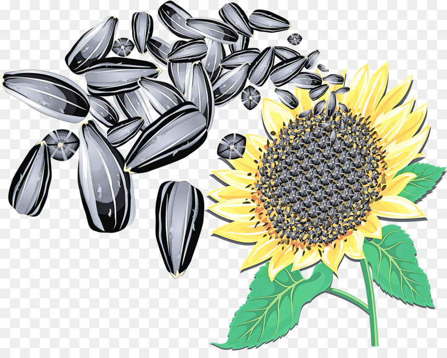 Tournesol，Graines PNG