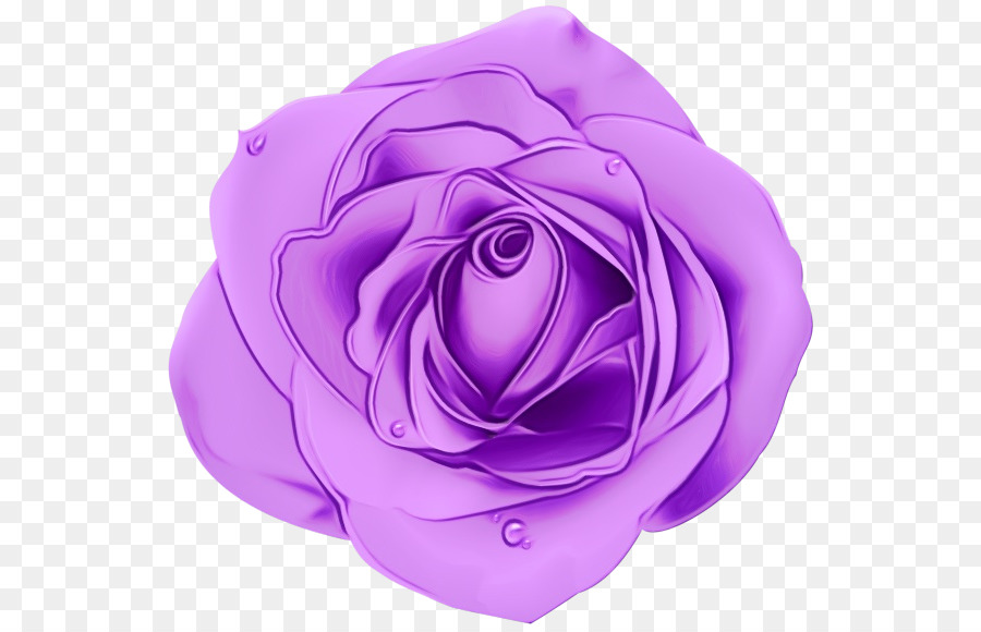 Violet，Rose PNG