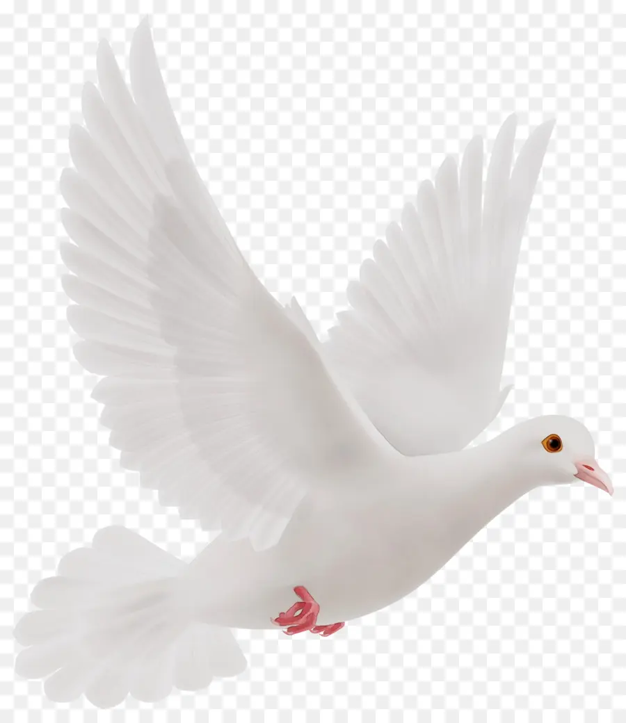 Oiseau，Blanc PNG