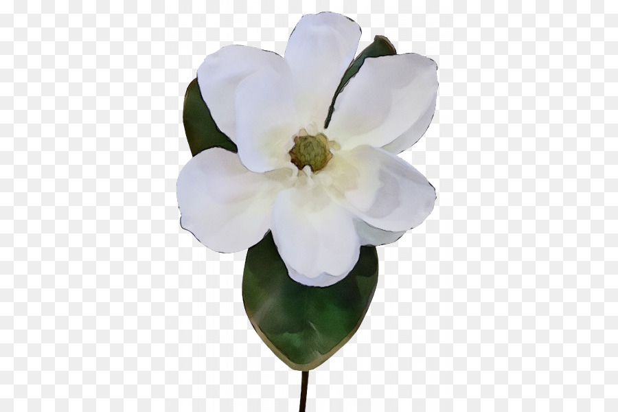 Fleur，Blanc PNG