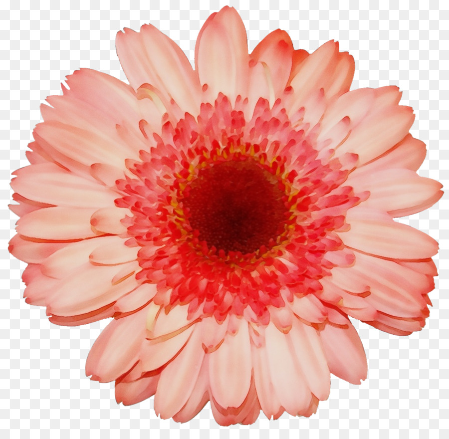 Fleur，Rose PNG