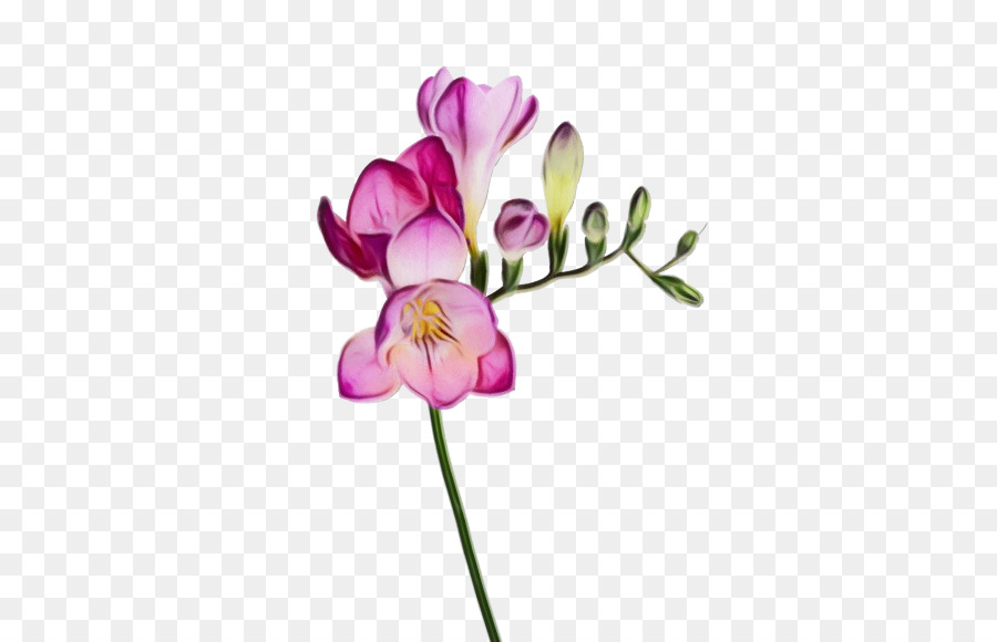 Fleur，Plante PNG