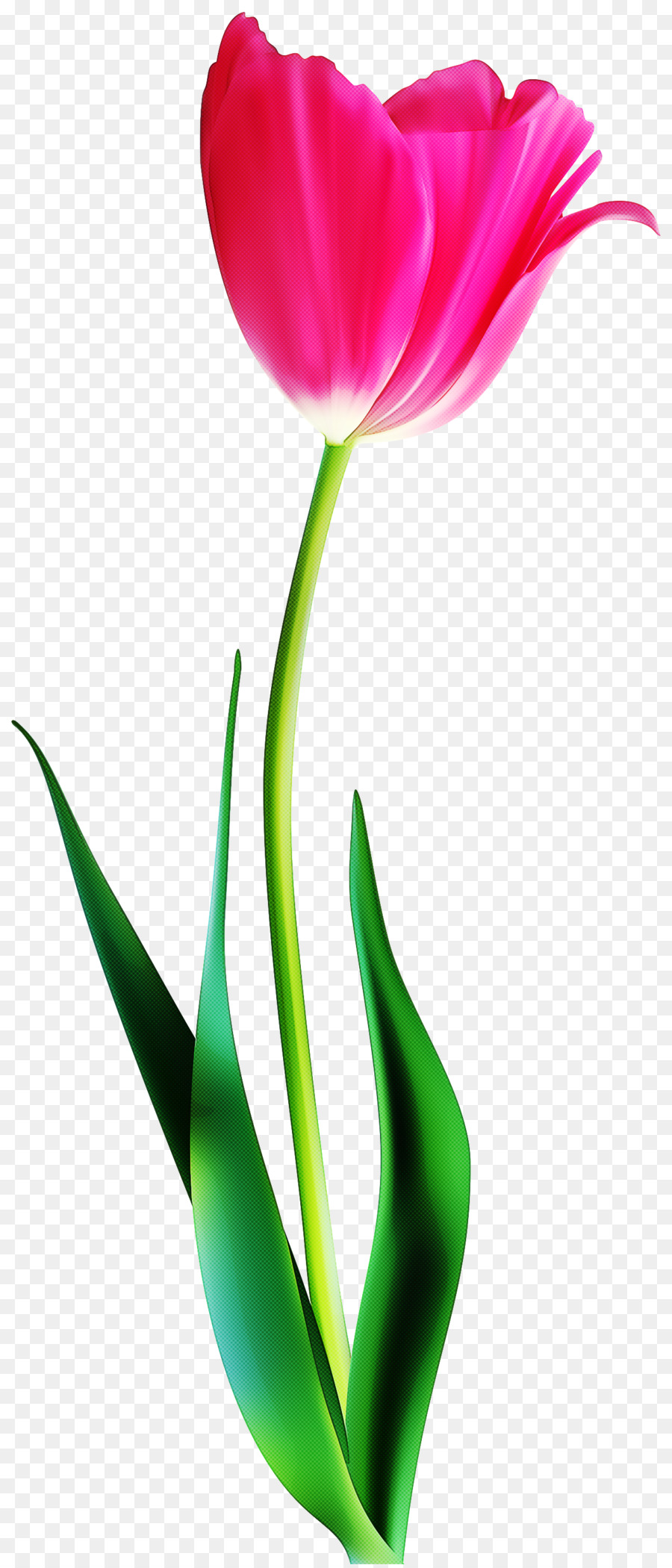 Fleur，Tulip PNG