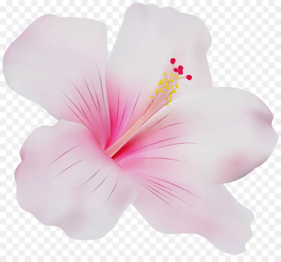 Hibiscus，Rose PNG