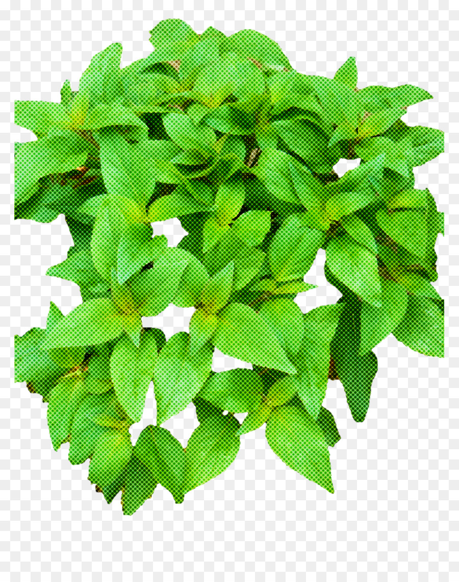 Fleur，Feuille PNG