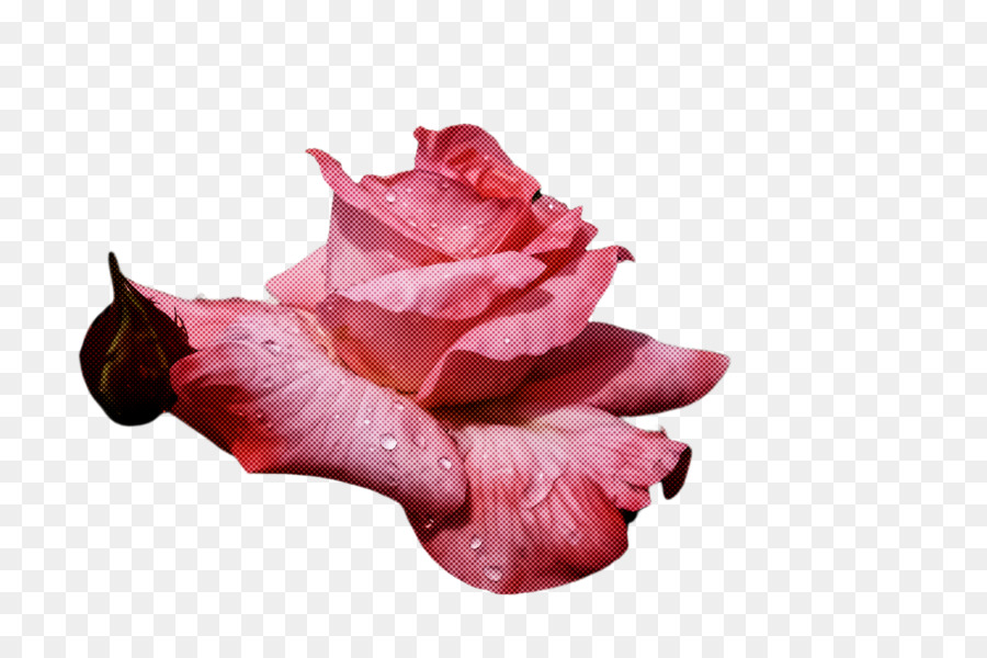 Rose，Pétale PNG