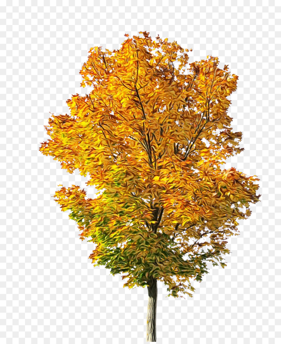 Arbre，Plante PNG