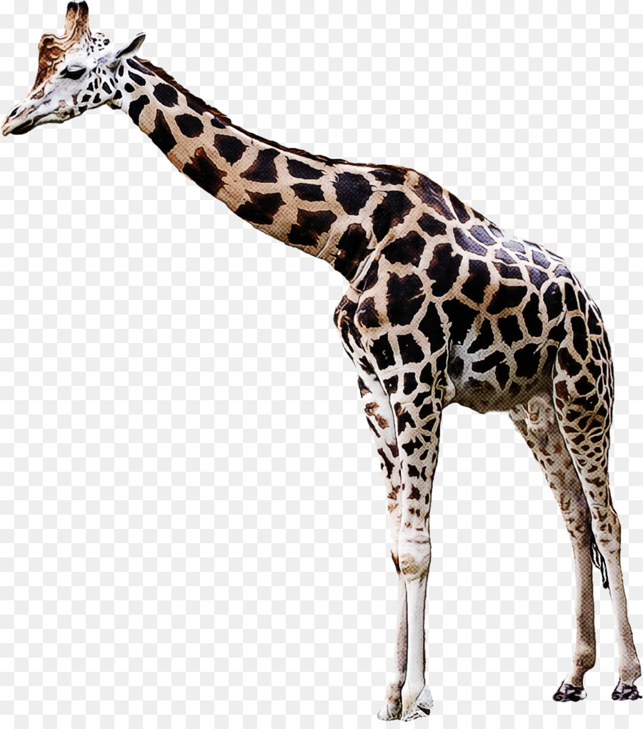 Girafe，Long Cou PNG