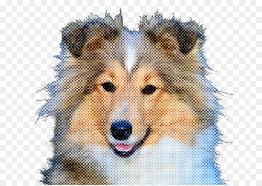 Chien，Scotch Collie PNG