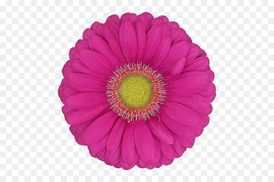 Pâquerette Barberton，Gerbera PNG