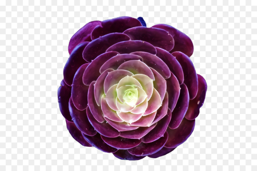 Fleur Rose，Fleurir PNG