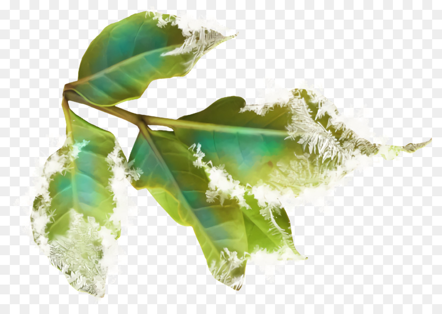 Feuille，Plante PNG