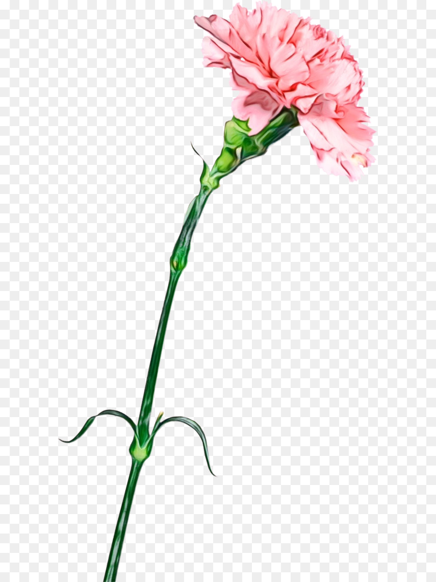 Fleurs D'oeillets，Rose PNG