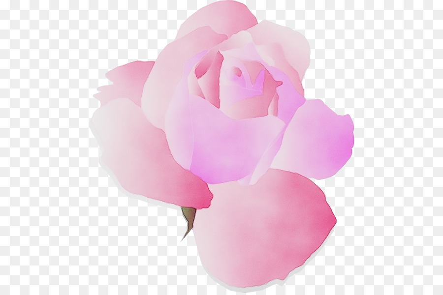 Rose，Pétale PNG
