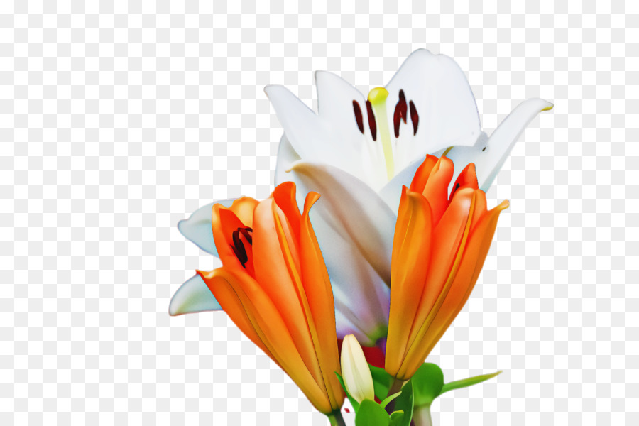 Lys Blancs，Fleurs PNG