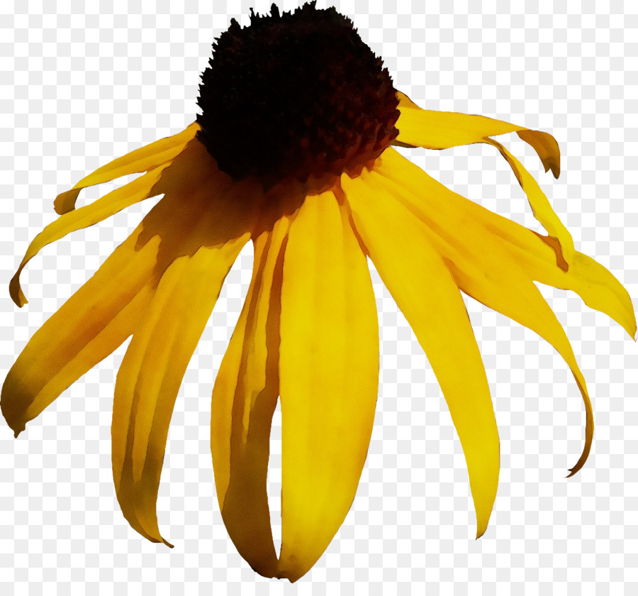 Tournesol，Jaune PNG