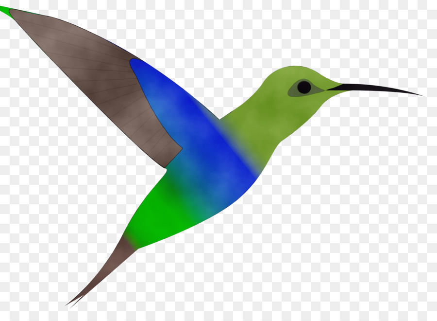 Oiseau，Colibri PNG