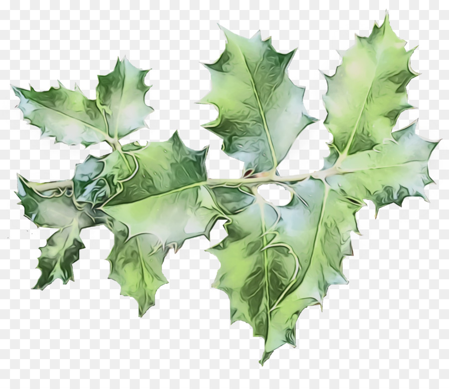 Feuilles De Houx，Feuilles PNG