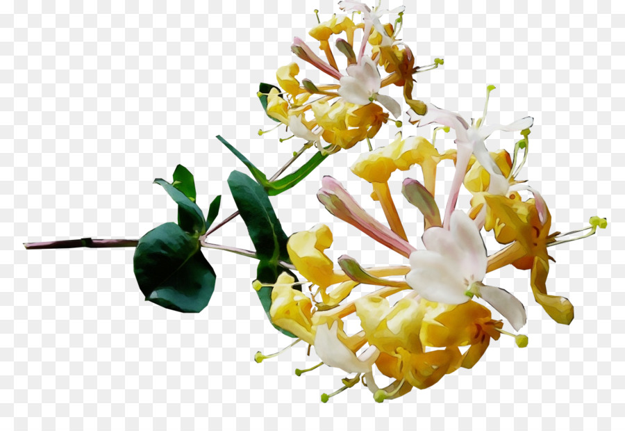 Fleurs Jaunes，Fleurs PNG