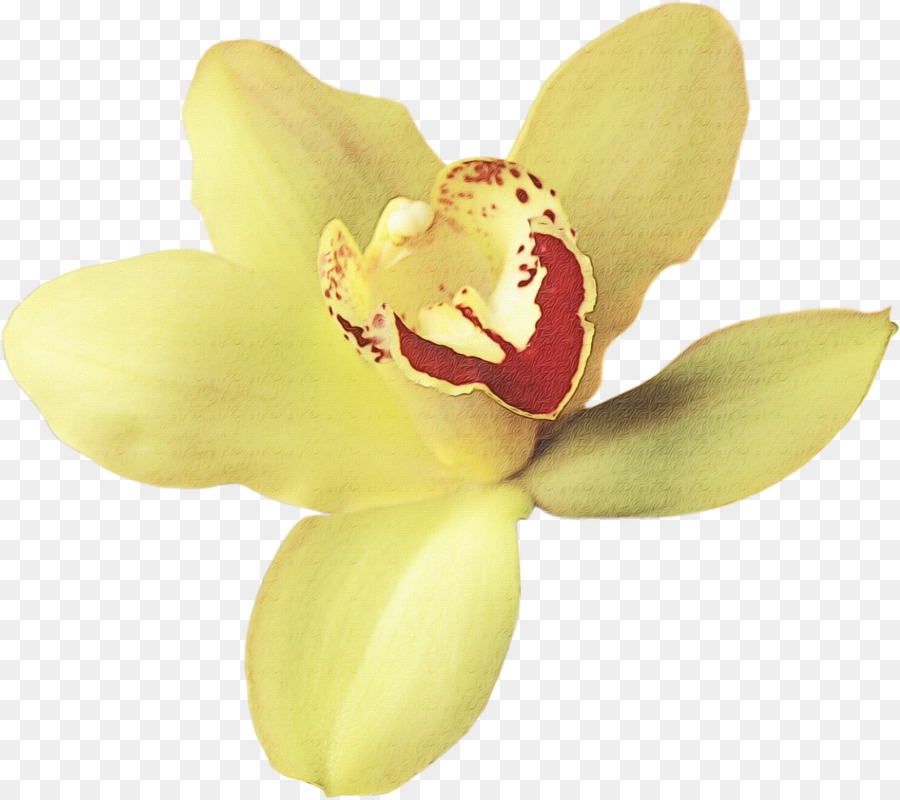 Orchidée Rouge，Usine PNG