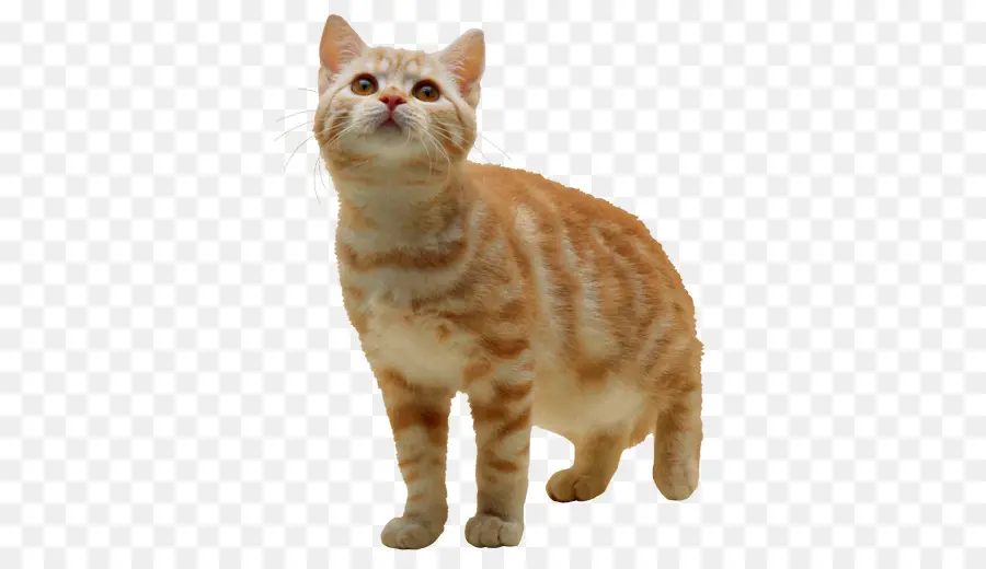 Chat Orange，Chaton PNG