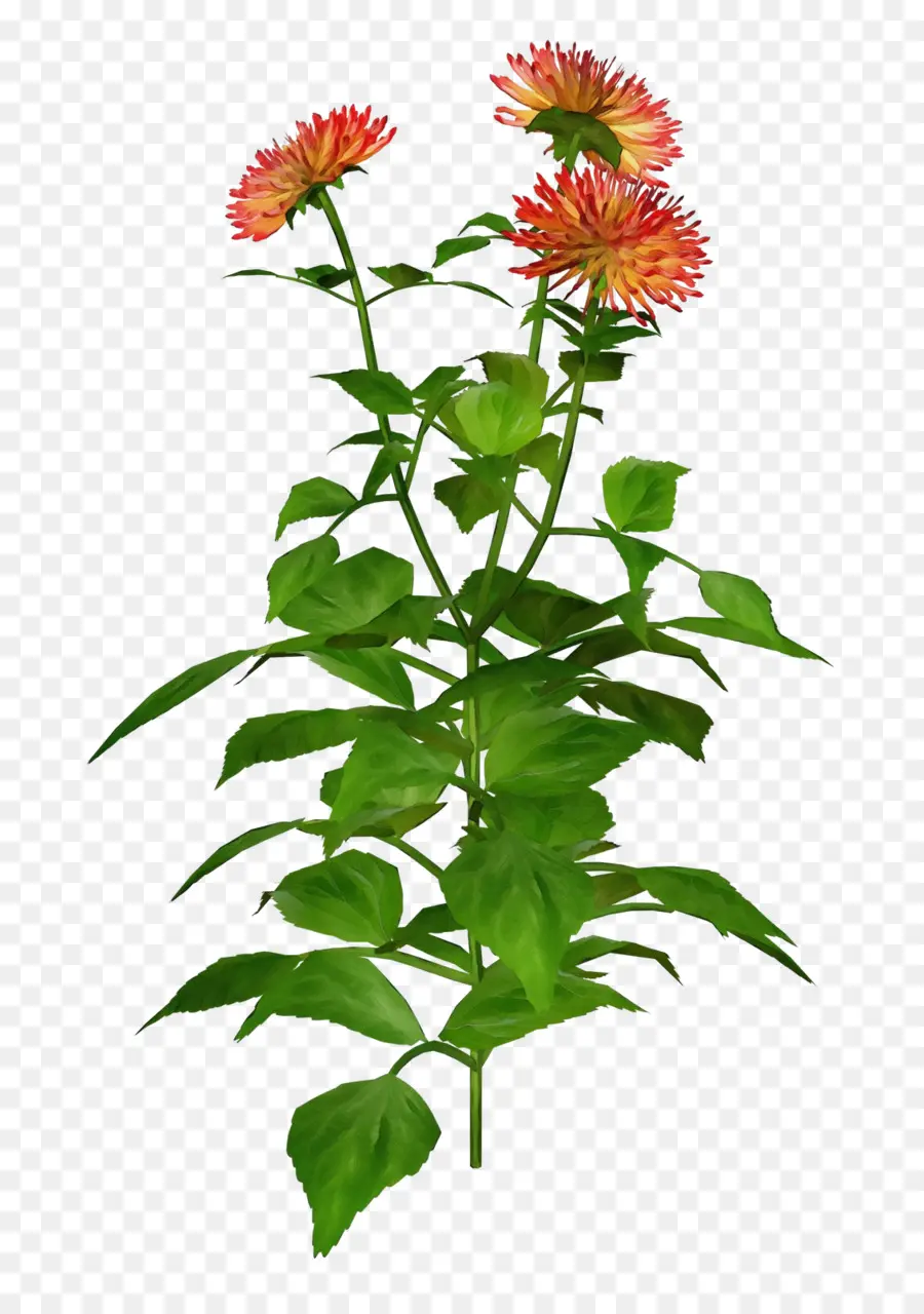 Plante à Fleurs，Floraison PNG