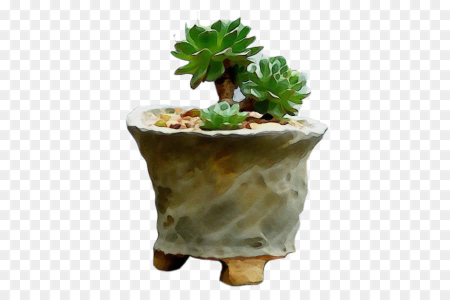 Flowerpot，Echeveria PNG