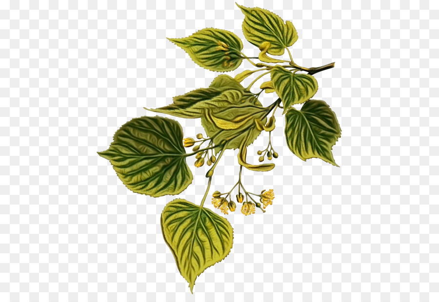 Feuille，Plante PNG