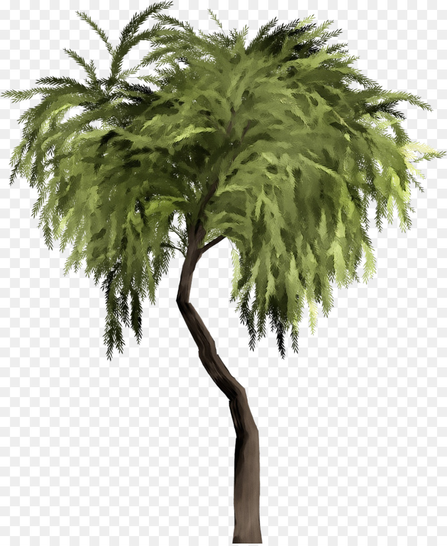 Arbre，Nature PNG