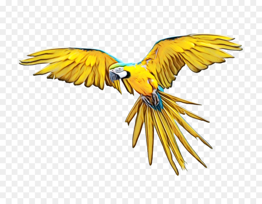 Perroquet Jaune，Ailes PNG