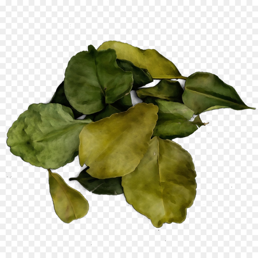 Fleur，Feuille PNG