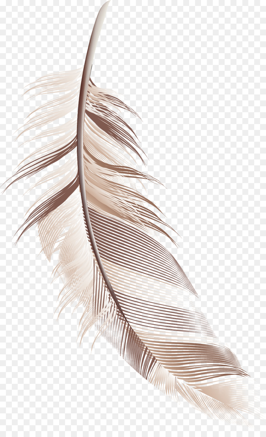 Plume，Brun PNG