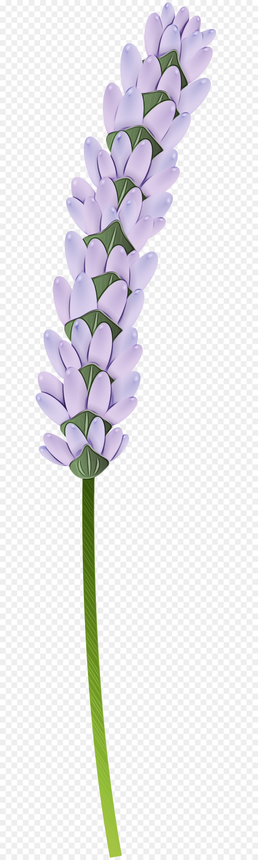 Fleur，La Lavande PNG