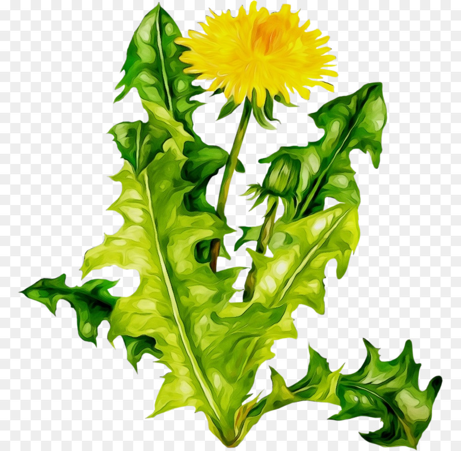 Pissenlit，Fleur Jaune PNG