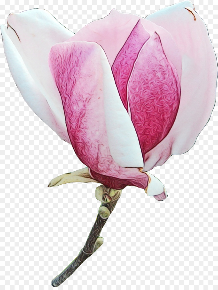 Fleur Rose，Fleurir PNG